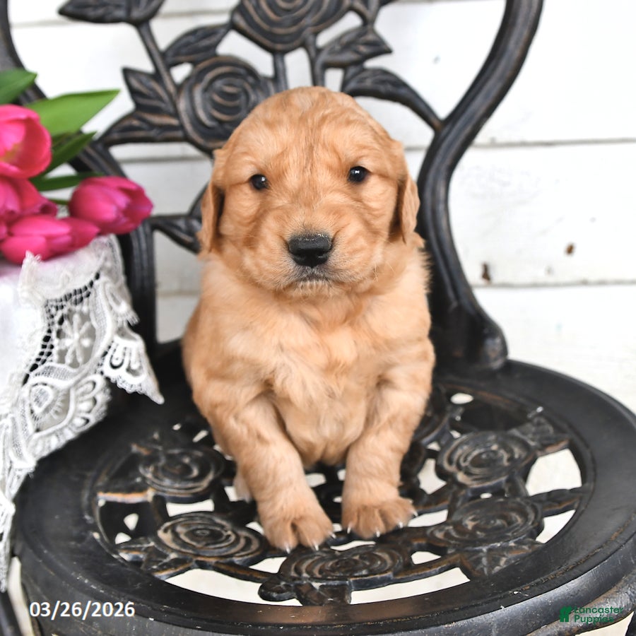 Golden Retriever dogs Joey - Ad 1