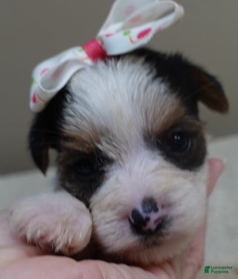 Yorkshire Terrier dogs Teacup Bunny  - Ad 23