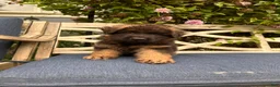 German Shepherd dogs for sale: Jasper - Ad 12