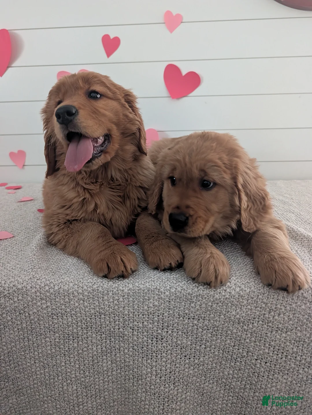 Golden Retriever dogs for sale: Tucker - Ad 6