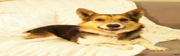 Welsh Corgi Pembroke dogs for sale: Dolly - Ad 10