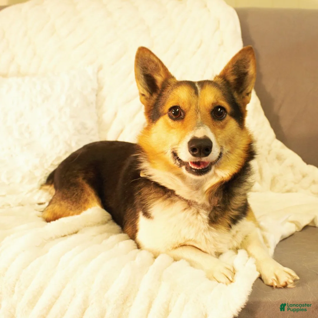 Welsh Corgi Pembroke dogs for sale: Dolly - Ad 10