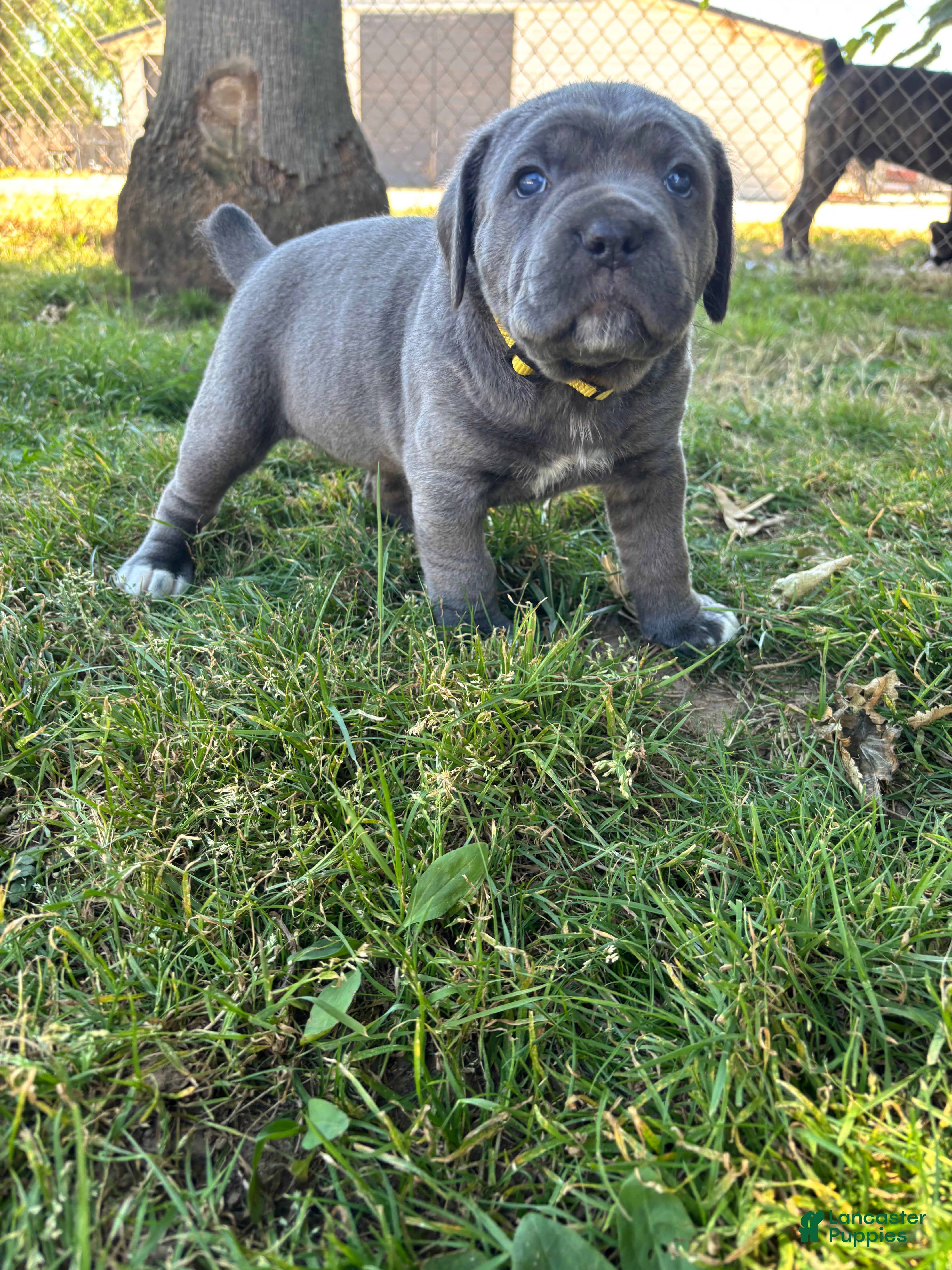 Cane Corso dogs Yellow - Ad 2