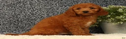 Mini Goldendoodle dogs for sale: Tinker - Ad 4