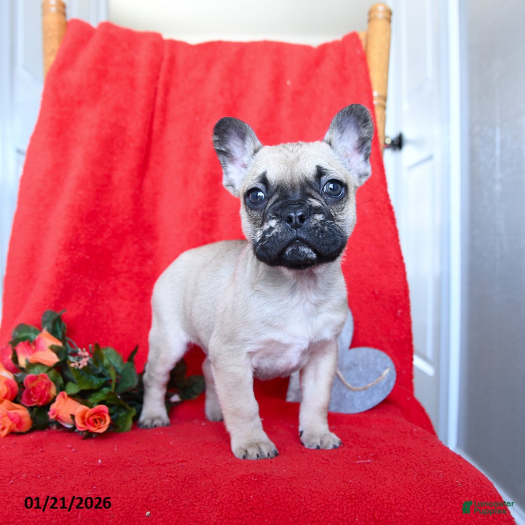 French Bulldog dogs for sale: Bruiser - Ad 5