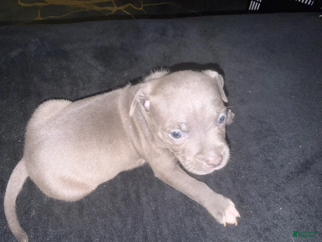 American Bully dogs for sale: American Bully 9 - Ad 2