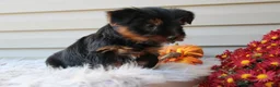 Yorkshire Terrier dogs for sale: Rambo - Ad 5