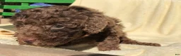 Miniature Poodle dogs for sale: Coco - Ad 10