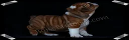 English Bulldog dogs for sale:  Helga (F) - Ad 8