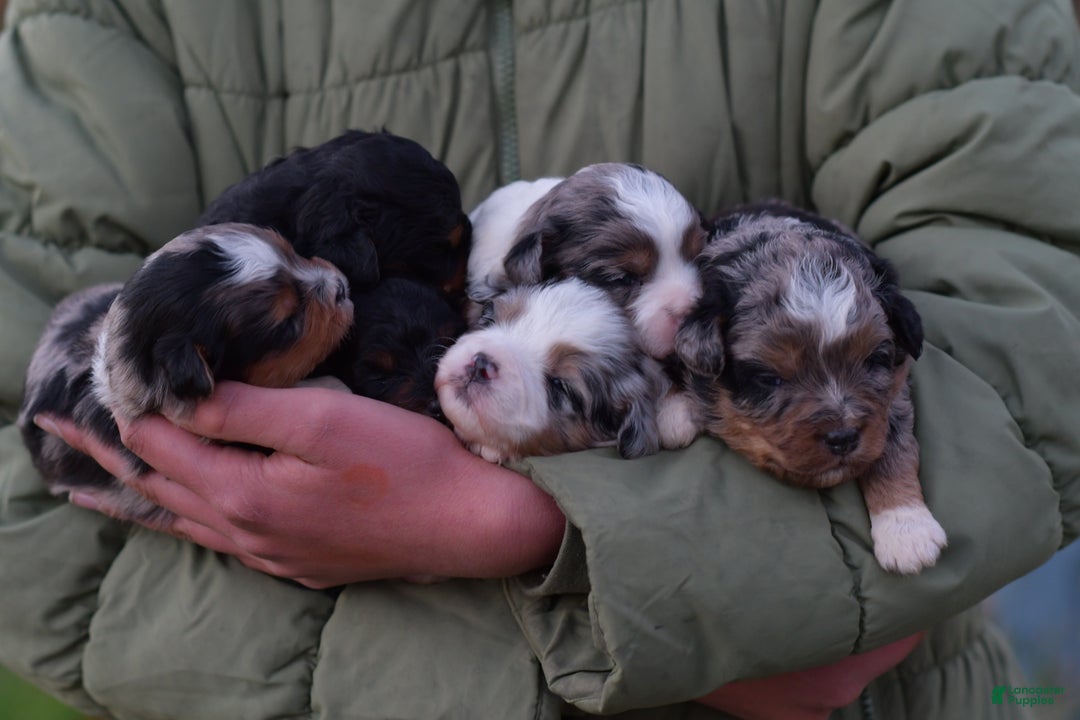 Mini Aussiedoodle dogs for sale: Jackson - Ad 12