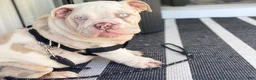 English Bulldog dogs for sale: Dallas - Ad 9