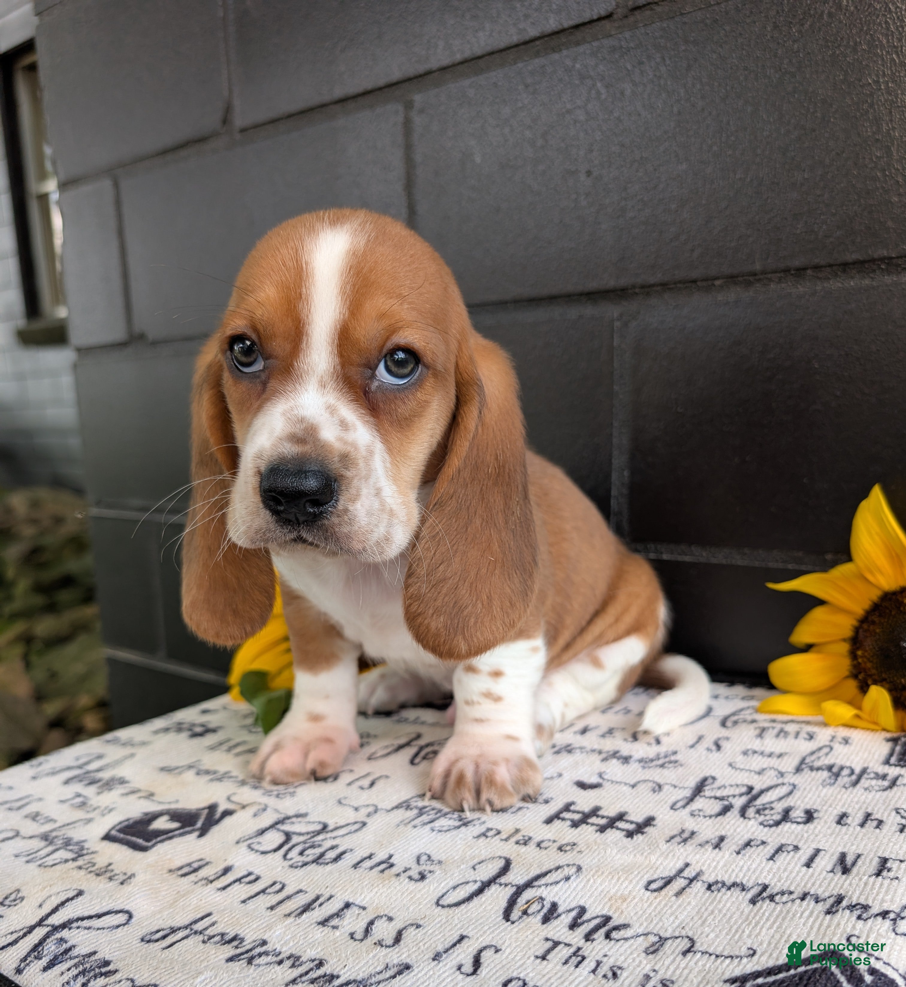 Mixed Breed dogs Jeb - Ad 1