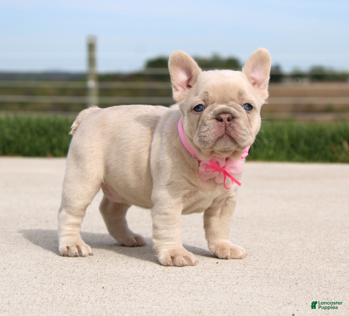 French Bulldog dogs Miranda - Ad 1