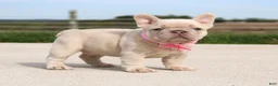 French Bulldog dogs for sale: Miranda - Ad 2