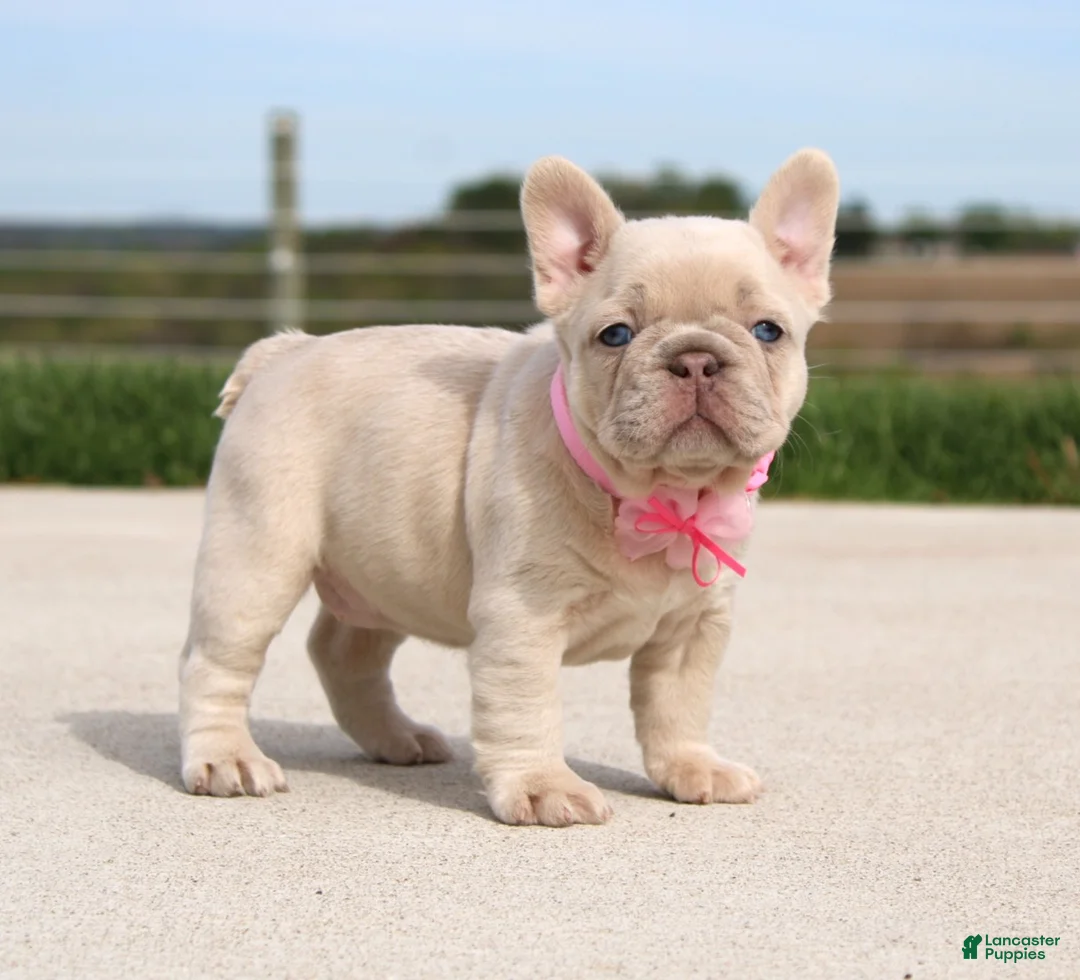 French Bulldog dogs for sale: Miranda - Ad 2