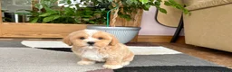 Mixed Breed dogs for sale: Lhatese boy 1 - Ad 7