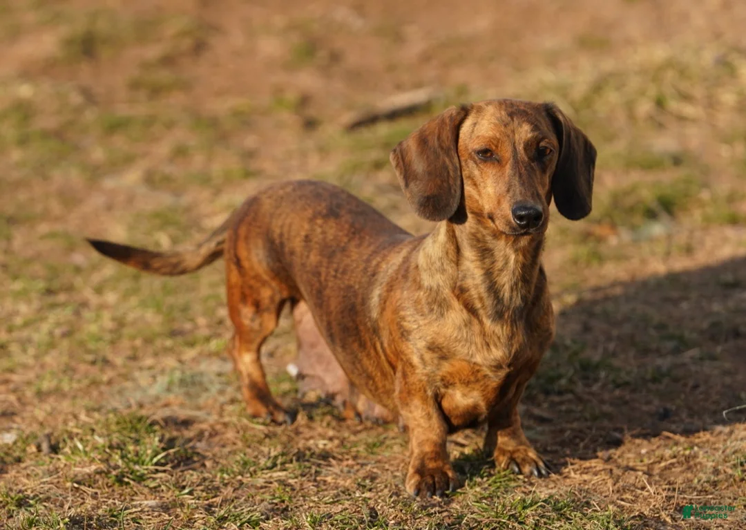 Dachshund dogs for sale: George  - Ad 3