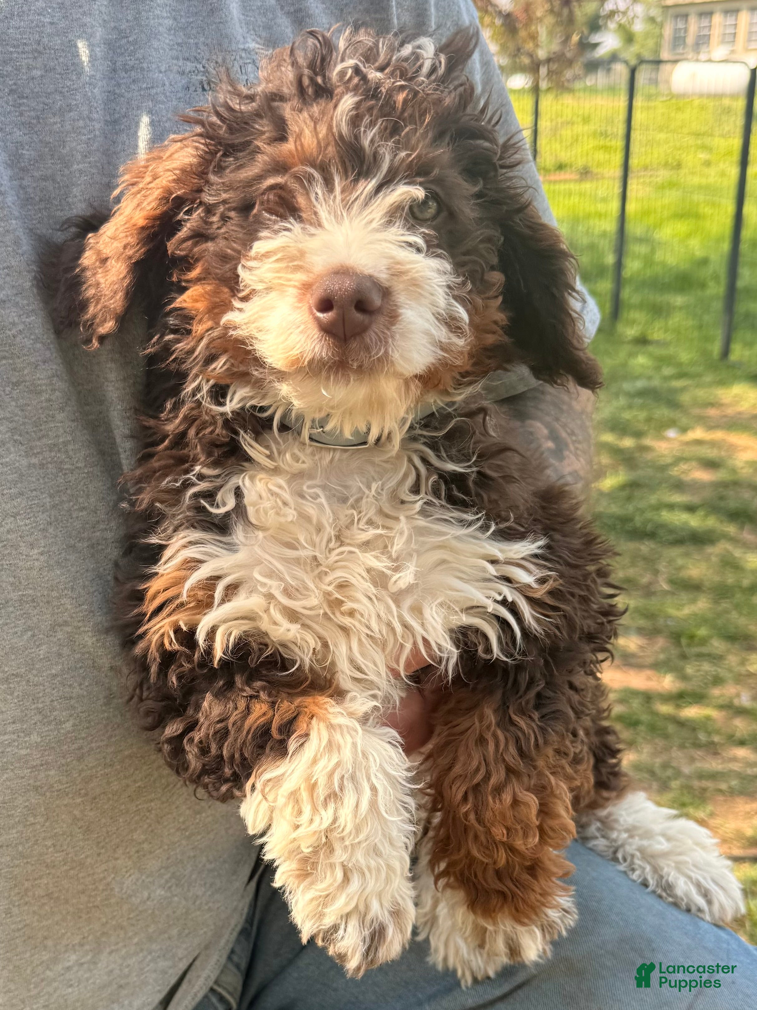 Bernedoodle dogs Willow - Ad 2
