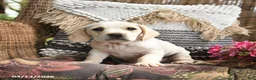 Mixed Breed dogs for sale: Popcorn - Ad 3
