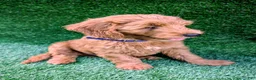 Mini Goldendoodle dogs for sale: Patches - Ad 4