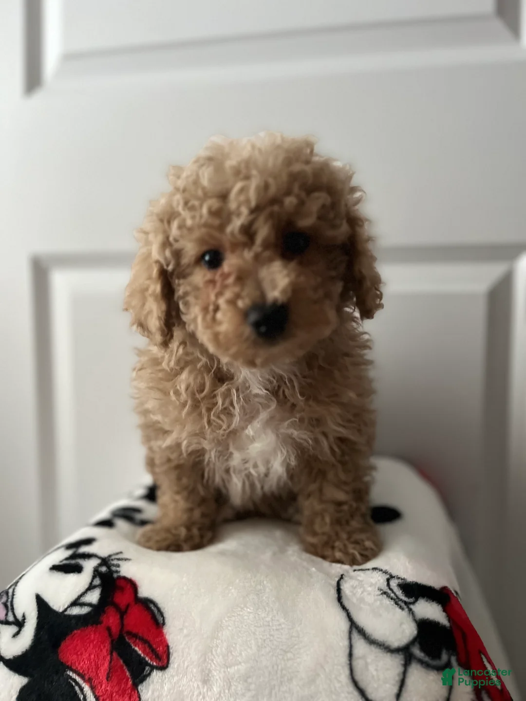 Mini Goldendoodle dogs for sale: Louie - Ad 3