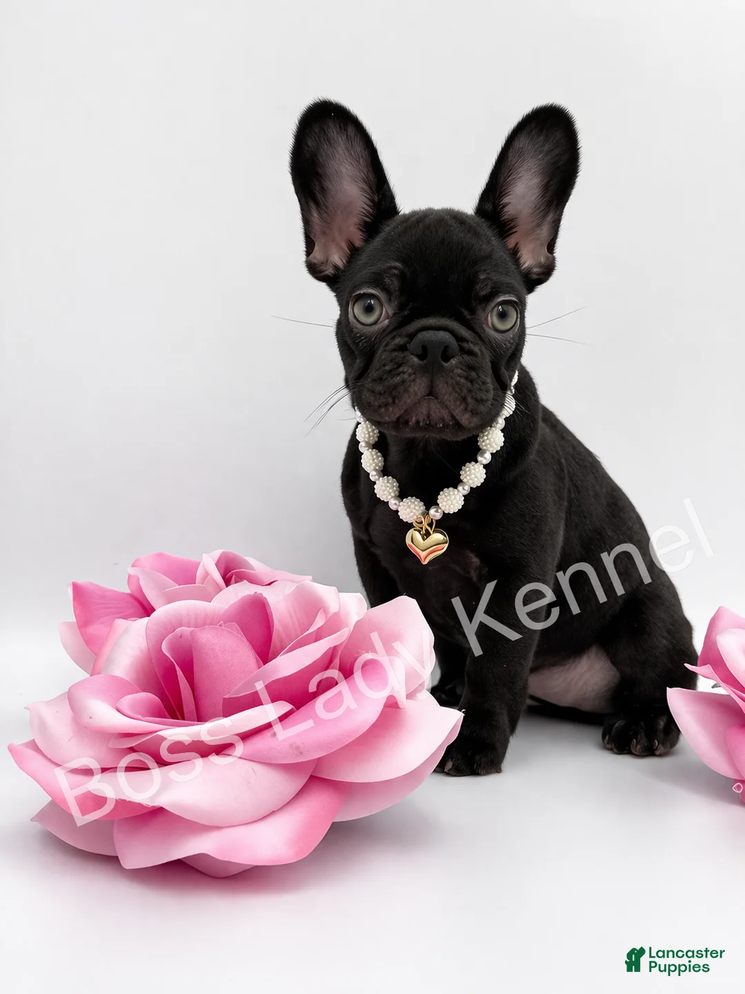 French Bulldog dogs for sale: French Bulldog Puppy 3 - Ad 1