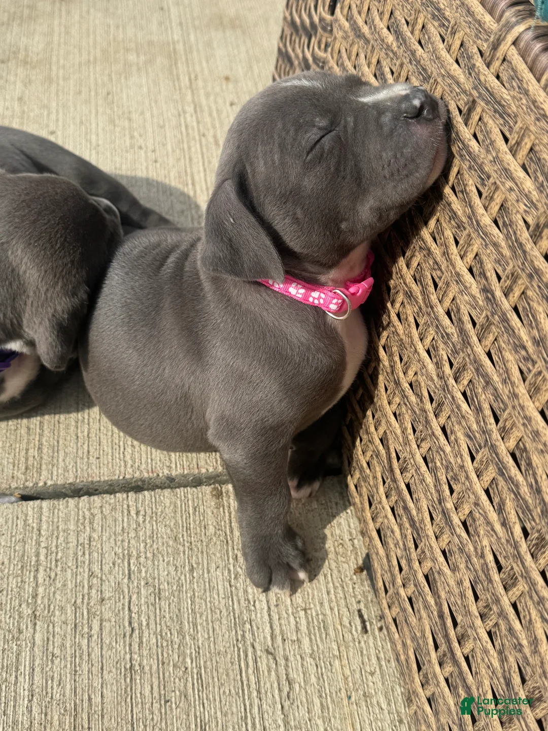 American Pit Bull Terrier dogs for sale: American Pit Bull Terrier Puppy 5 - Ad 1