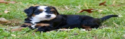Mini Bernedoodle dogs for sale: Zoey - Ad 2