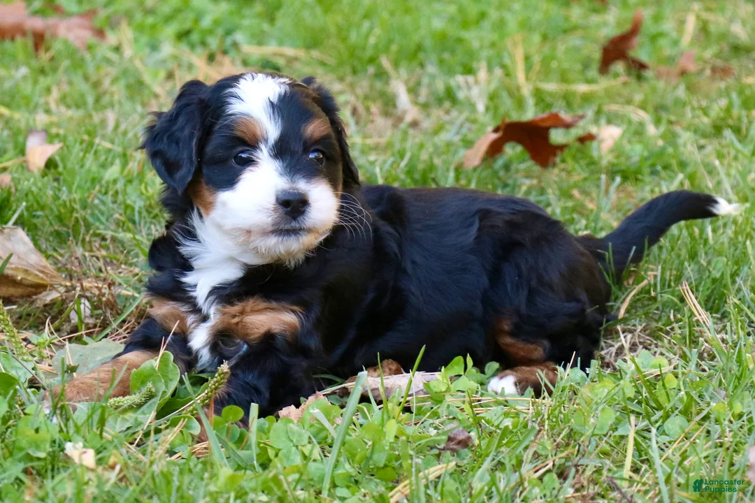 Mini Bernedoodle dogs for sale: Zoey - Ad 2