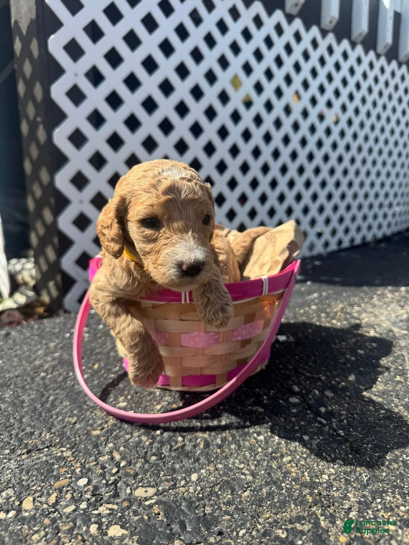 Goldendoodle dogs Goldendoodle Female - Yellow - Ad 28
