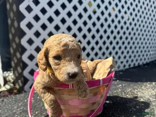 Goldendoodle dogs Goldendoodle Female - Yellow - Ad 28