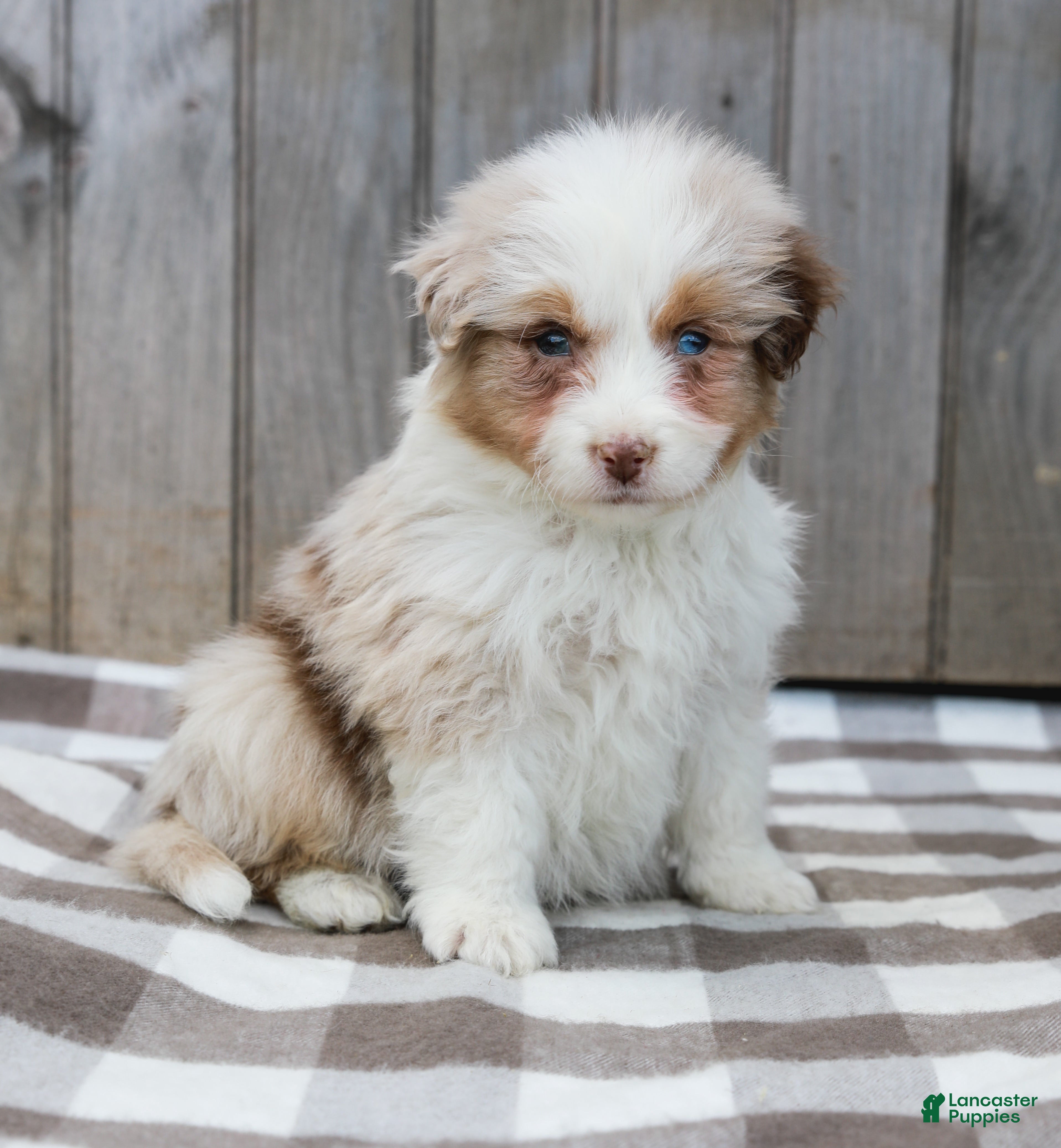 Australian Shepherd dogs Rocky - Ad 1