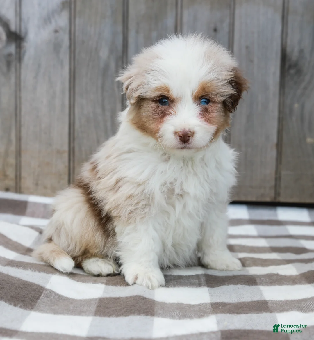 Australian Shepherd dogs for sale: Rocky - Ad 1