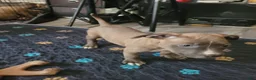 American Pit Bull Terrier dogs for sale: April  - Ad 4