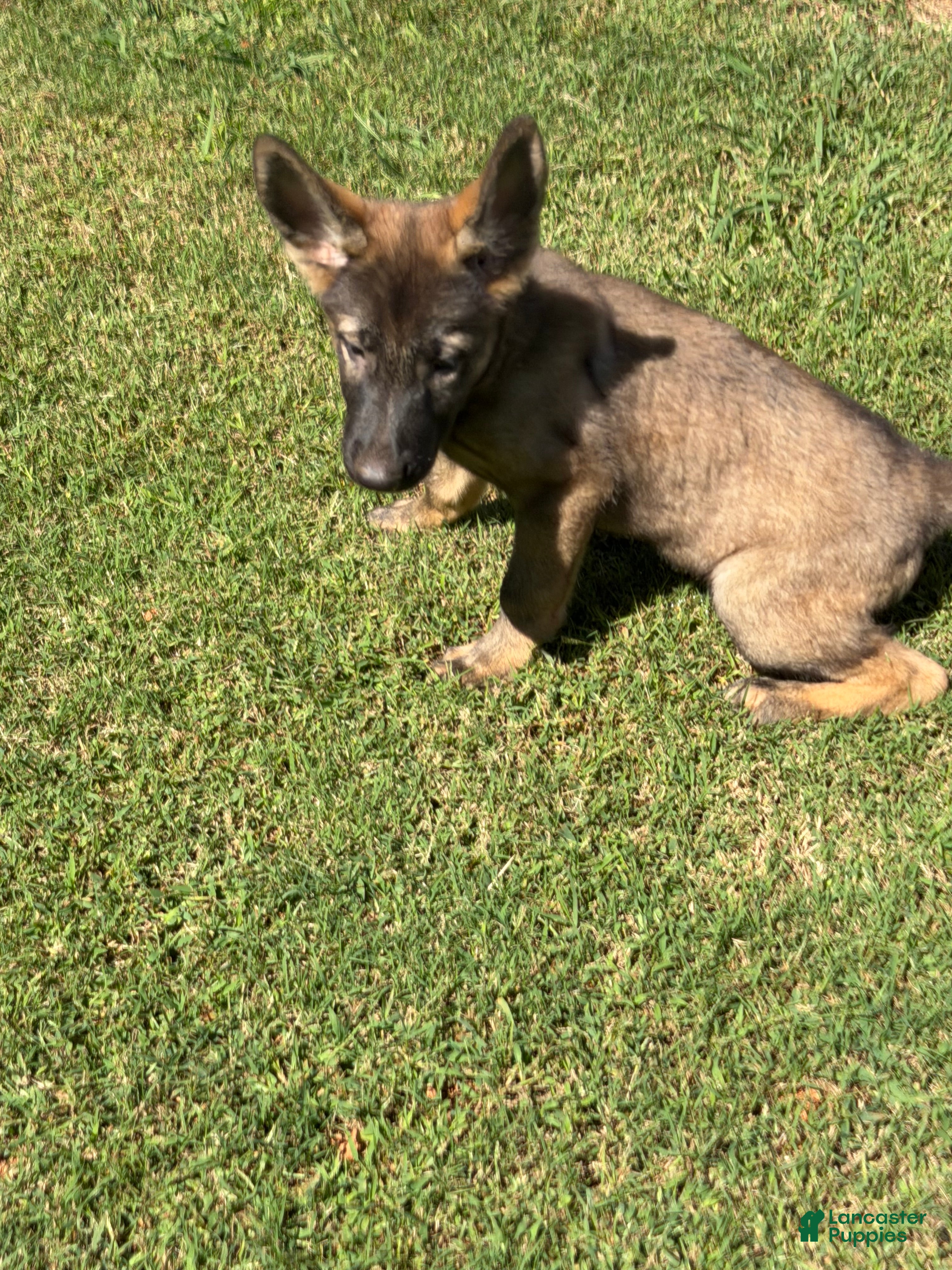 German Shepherd dogs German Shepherd Light Blue Collar - Ad 1