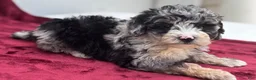 Mini Bernedoodle dogs for sale: Sailor  - Ad 3