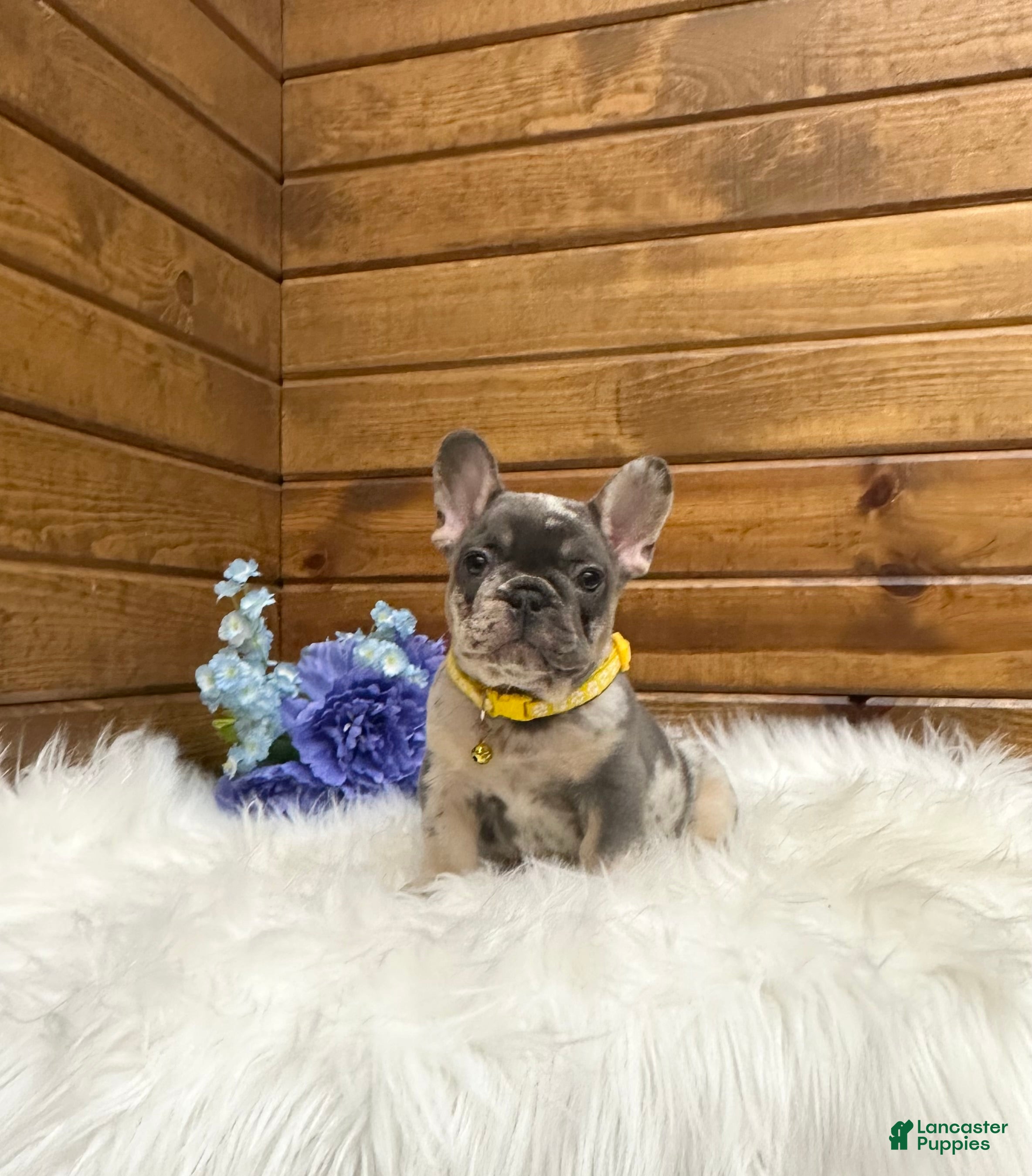 French Bulldog dogs Luka - Ad 2