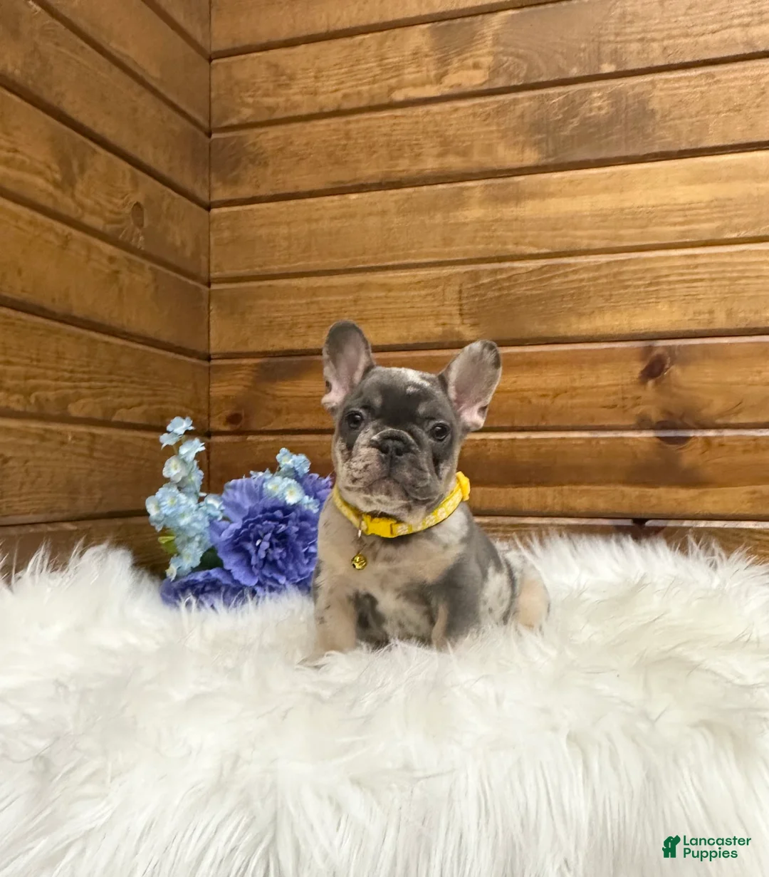 French Bulldog dogs for sale: Luka - Ad 2