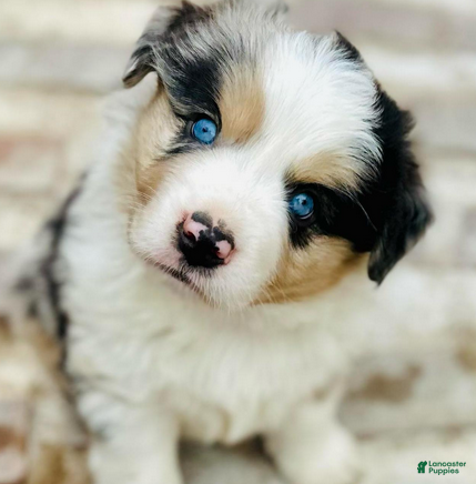 Miniature Australian Shepherd dogs Grant - Ad 18
