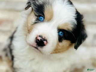 Miniature Australian Shepherd dogs Grant - Ad 12