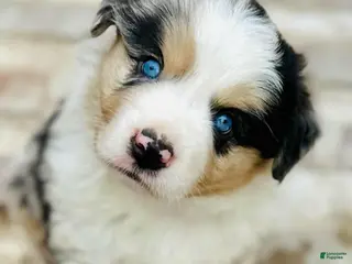 Miniature Australian Shepherd dogs Grant - Ad 14