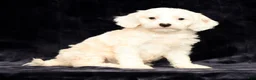 Cavapoo dogs for sale: Karla - Ad 7