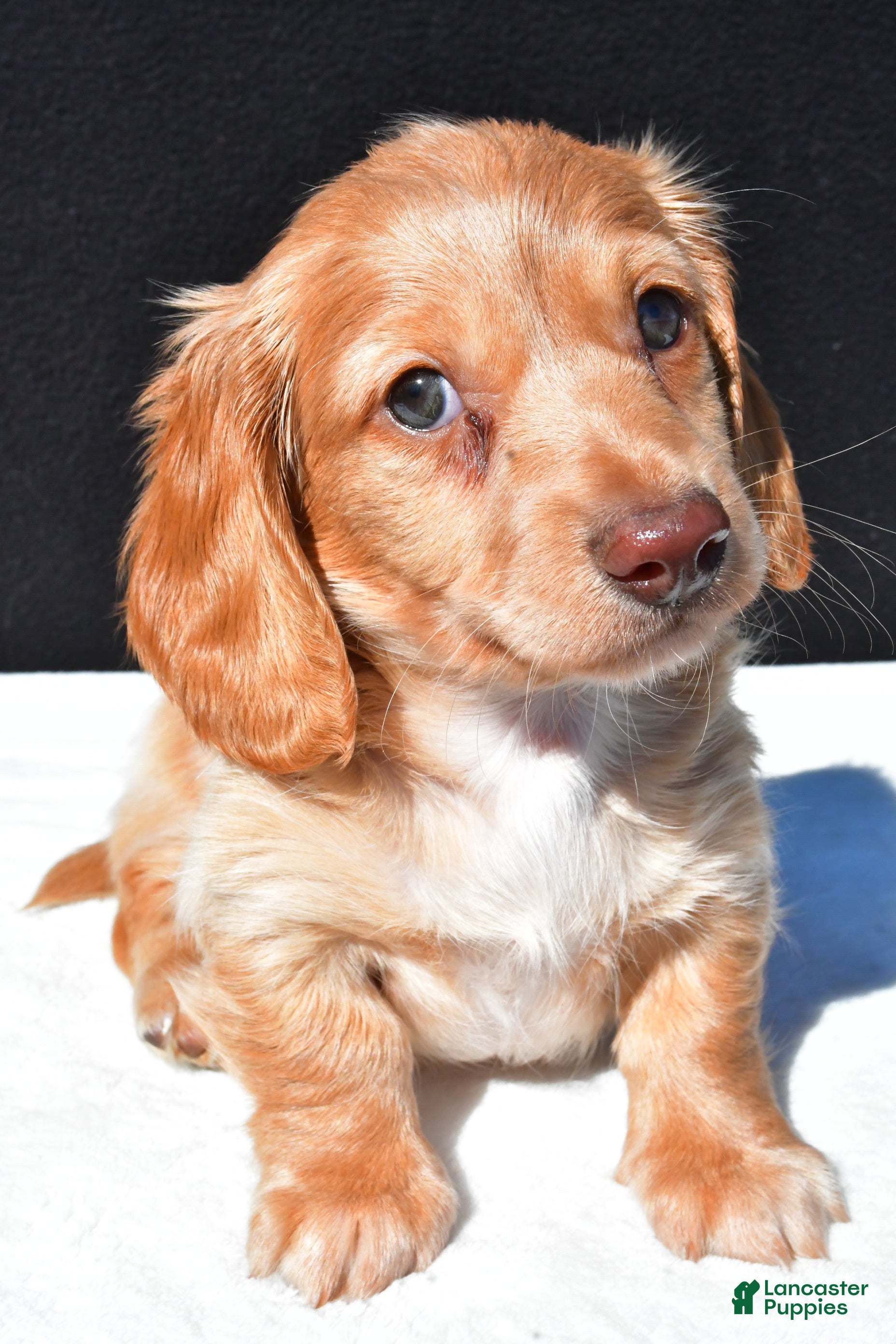 Dachshund dogs Cash - Ad 2