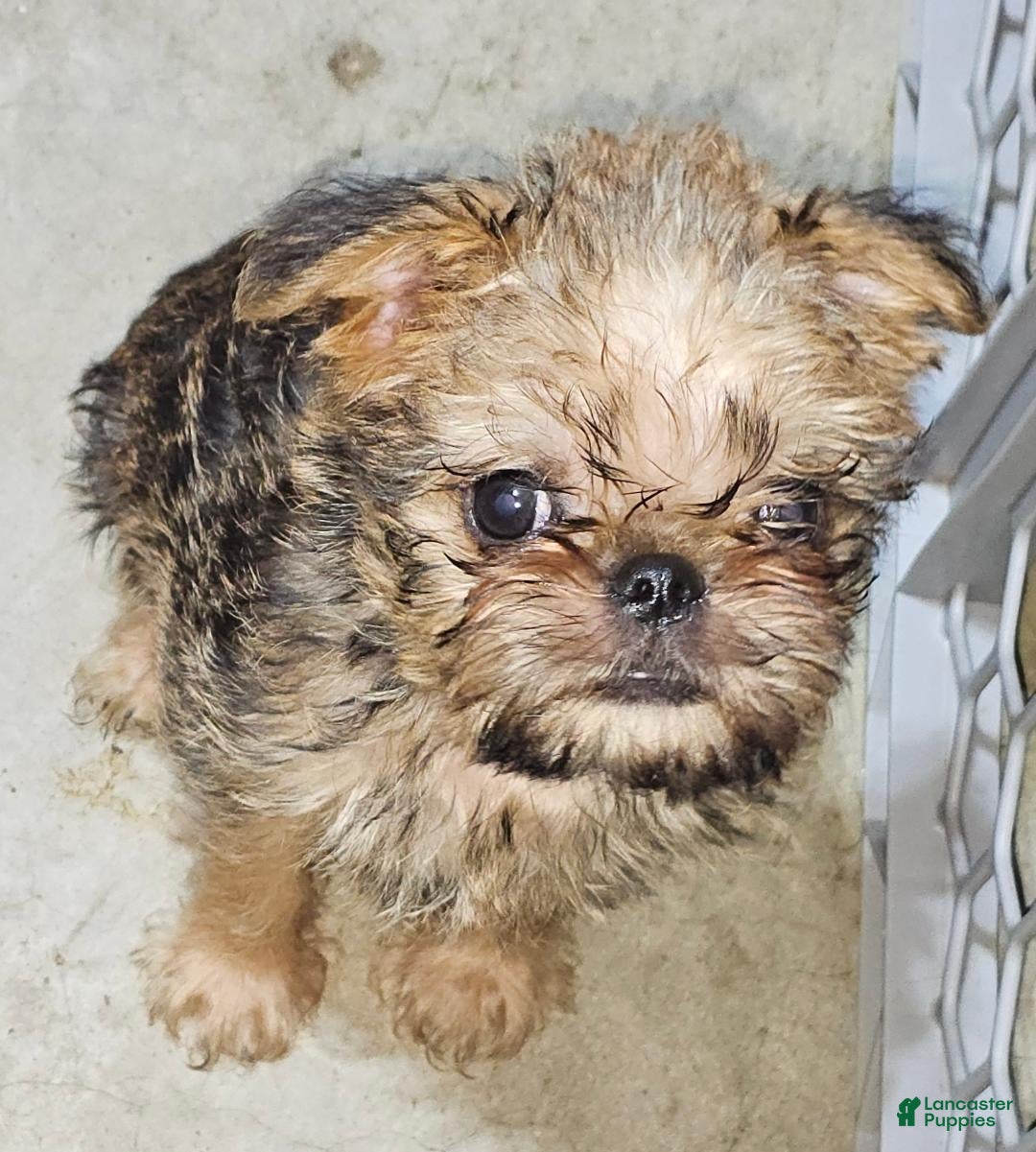 Brussels Griffon dogs Brussels Griffon Puppy 1 - Ad 4