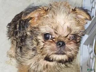 Brussels Griffon dogs Brussels Griffon Puppy 1 - Ad 8