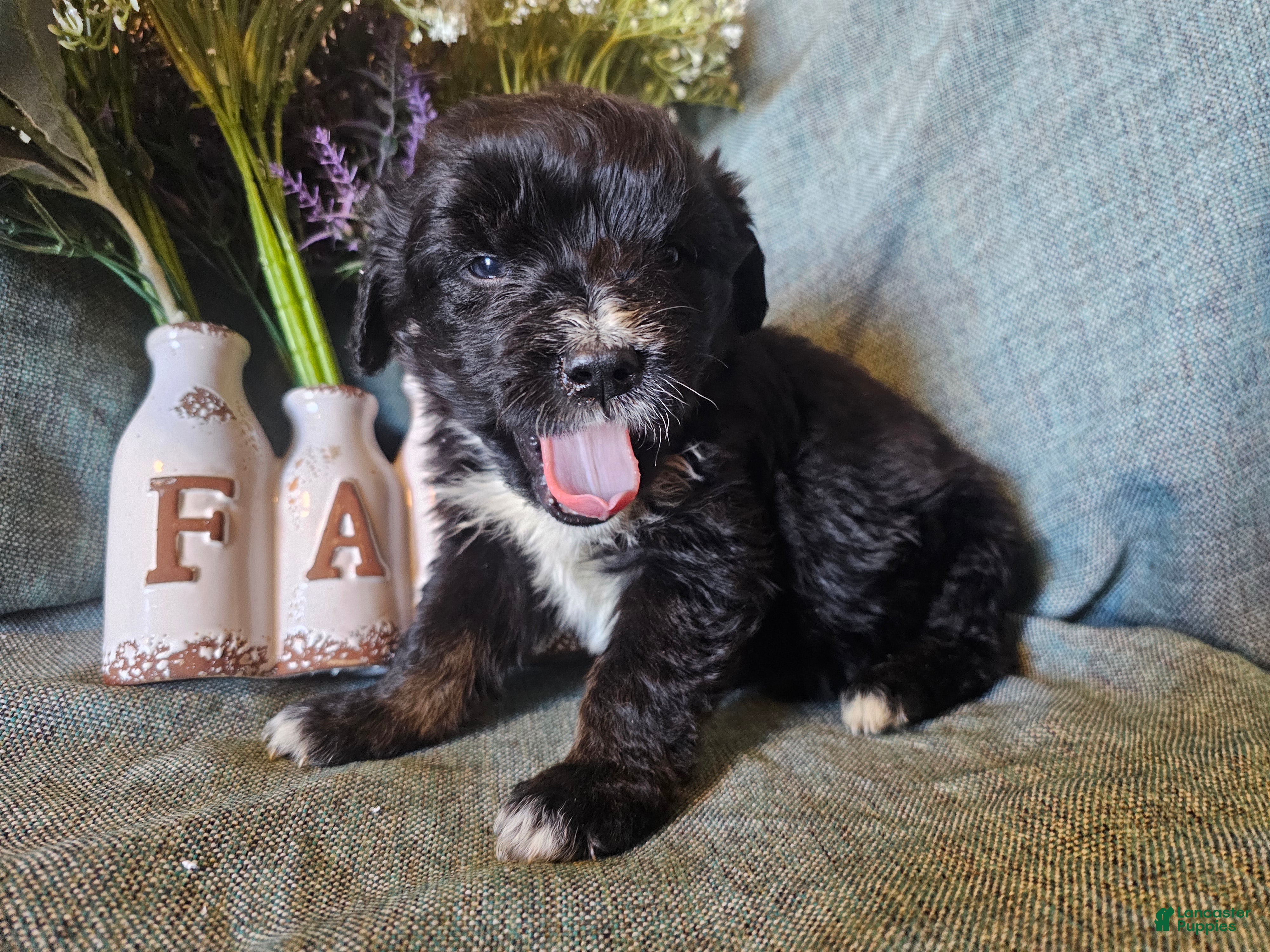 Mixed Breed dogs Poppy  - Ad 1
