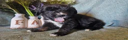Mixed Breed dogs for sale: Poppy  - Ad 1