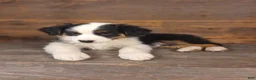 Australian Shepherd dogs for sale: Daniel - Ad 10