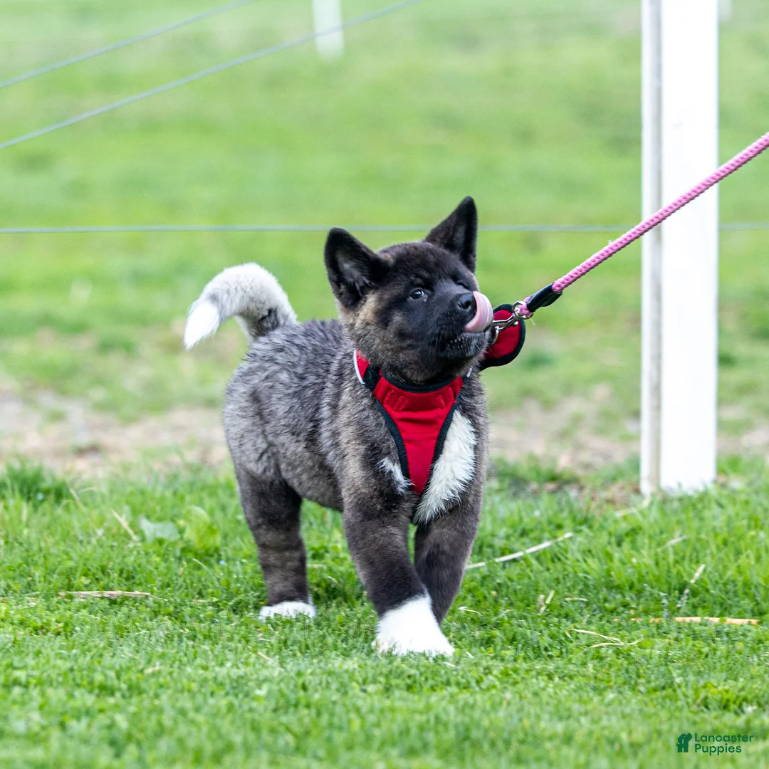 Akita dogs for sale: Fletcher Akita Puppy  - Ad 2