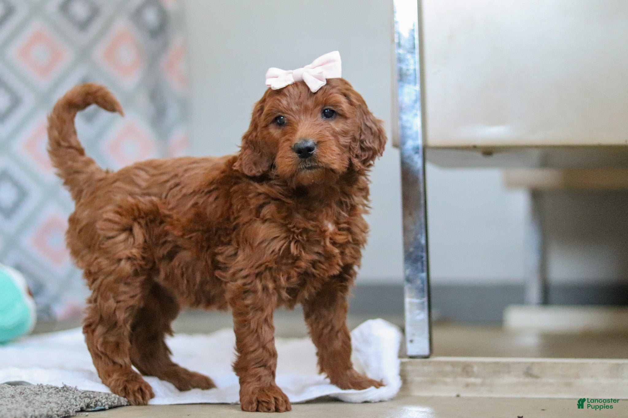 Goldendoodle dogs Clover - Ad 2